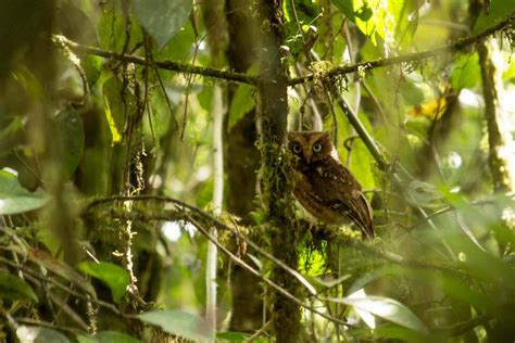 Sumatra Wildlife - Animals and Birdlife in Indonesia - Wild Sumatra