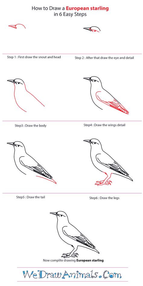 How To Draw A European Starling