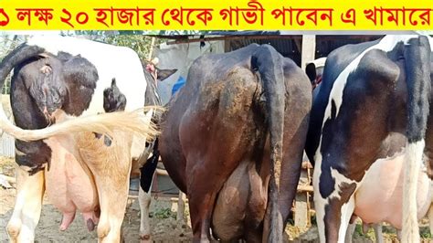 ১ লক্ষ ২০ হাজারে গাভী কিনুন এখানে ১৫ থেকে ২২ লিটার দুধের গাভী দেখুন