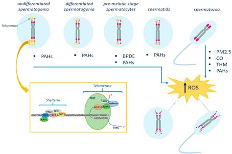 Biomolecules Free Full Text Male Germ Cell Telomeres And Chemical