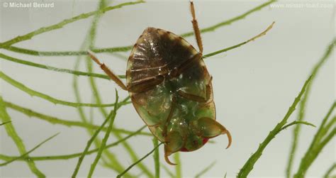 Ventral View Of A Naucorid Natural History Stories And Pho Flickr