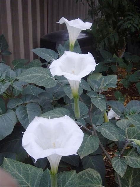 Flowers Moonflower White Angel Live Plant Pot Morning Glory Perennial