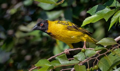 Black Headed Weaver Owen Deutsch Photography