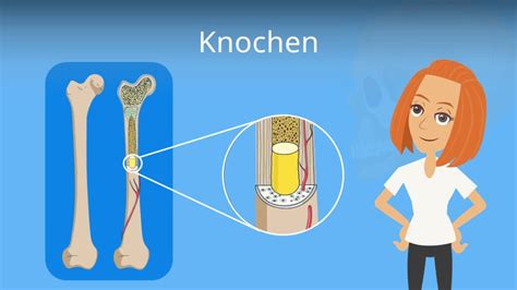 Röhrenknochen Übersicht Aufbau Funktionen mit Video