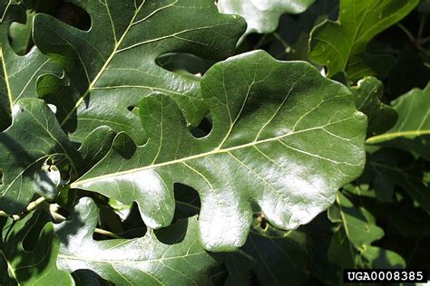 Bur Oak Quercus Macrocarpa