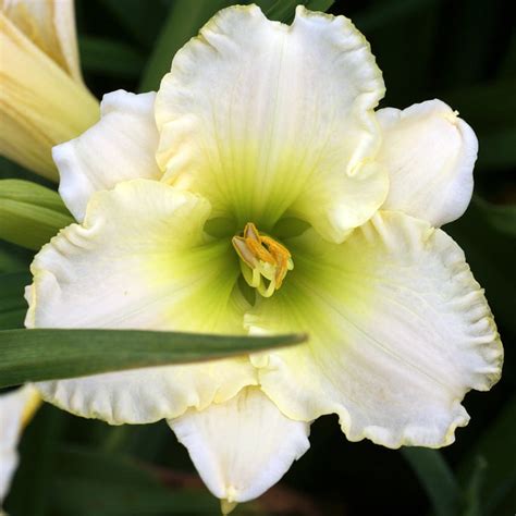 Hemerocallis The Brightest Liliowiec Sadzawka Pl