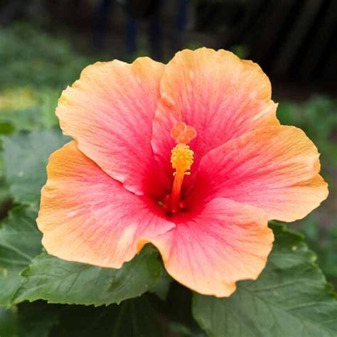 Hibiscus Jardinerie BONCAP