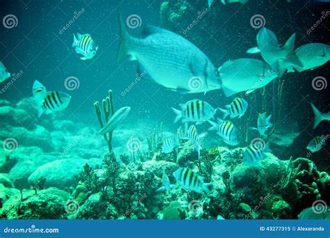 Coral Reef Tropische Fische Und Ozeanleben Im Karibischen Meer