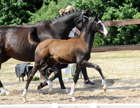 Trakehner Stutfohlen von Schäplitzer u d Prämien u Elitestute Grace