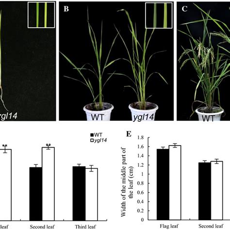 Phenotypes Of Wild Type Wt Xinong 1b And Ygl14 Mutant Rice Plants