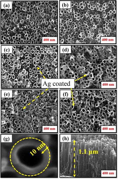 Scanning Electron Microscopic SEM Micrographs Of A NaOH Treated