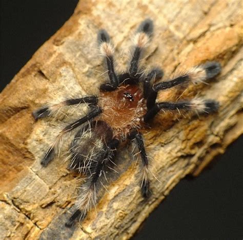 10x Psalmopoeus Irminia Ptasznik Wenezuelski L2 3 Legnica Kup