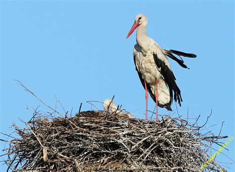 Белый Аист Ciconia ciconia European White Stork