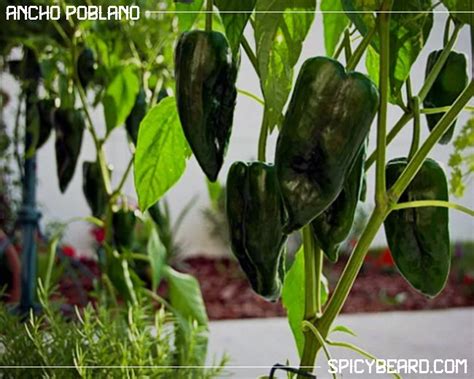 Ancho Poblano Capsicum Annuum 10 Semi Puri