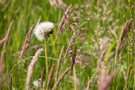 Free Images Nature Branch Field Lawn Meadow Dandelion Prairie