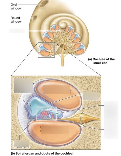 Cochlea Diagram Quizlet