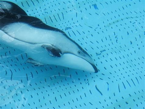 Pacific White Sided Dolphin Facts Wild And Captive Animals Owlcation