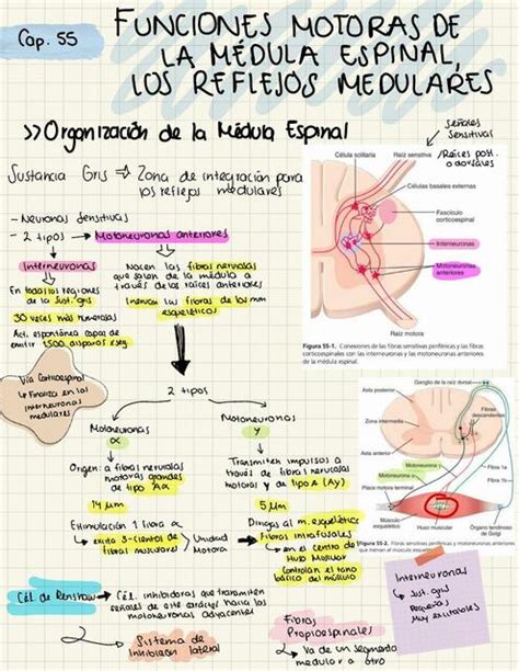 Fisiologia UDocz