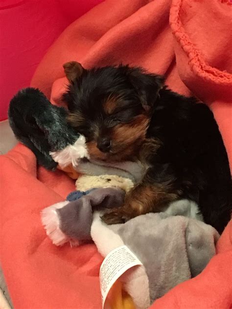 Lulú abrazando su peluche Yorkie yorkshire terrier Yorkie Animals