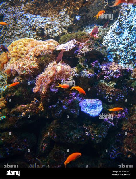 Brightly Colored Fish In Front Of A Coral Reef In A Saltwater Tank