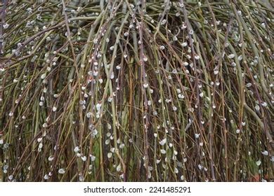 Salix Caprea Pendula Blooms Garden February Stock Photo