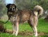 Greek Shepherd Dog Info, History, Temperament, Training, Puppies, Pictures