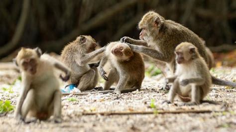 Kawanan Monyet Ekor Panjang Masuk Pemukiman Warga Kota Bandung