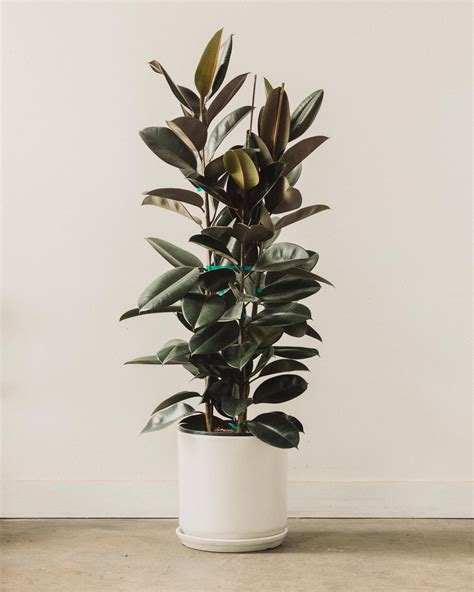 Ficus Decora Rubber Plant Burgundy Glasswing