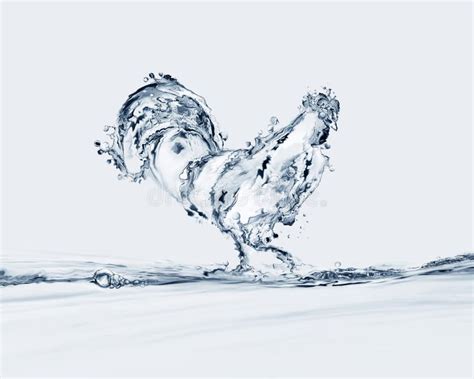 Water Rooster stock photo. Image of ethereal, proud, feathers - 53795426