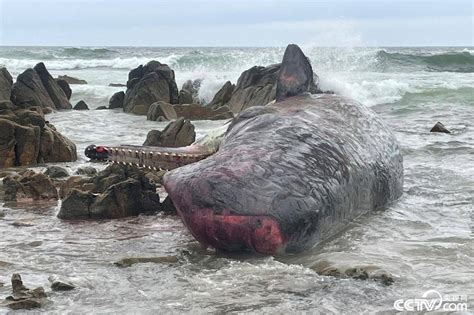 14头抹香鲸在澳大利亚海滩搁浅后死亡 搜狐大视野 搜狐新闻