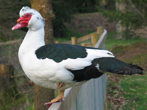 Domestic Muscovy duck - Wikipedia