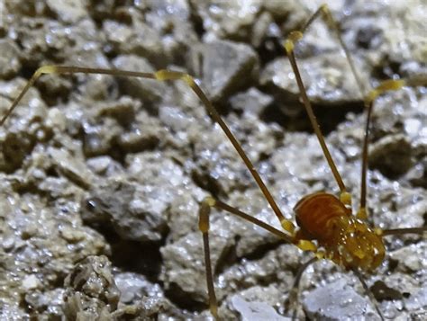 Can anyone identify the Species, Genus or Family of this beautiful cave ...