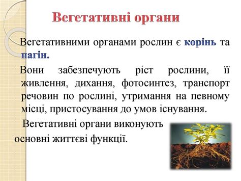 Органи рослин - презентация онлайн