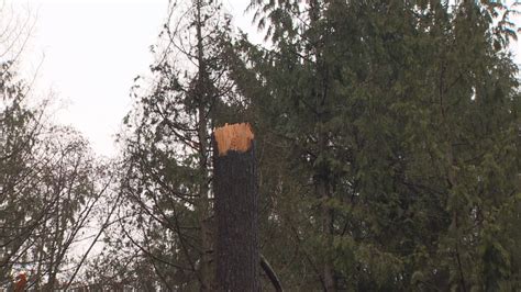 Plan To Remove Stanley Park Trees Faces Growing Criticism Cbc News