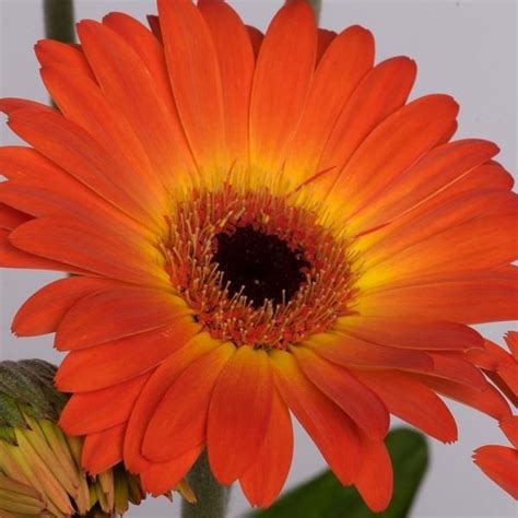 Gerbera Sweet Sunset Litre Stewarts Garden Centre