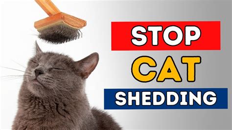 What Can You Give Cats To Stop Shedding At Bulah Alvarez Blog