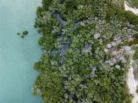 Mangrove conservation - How can drones help?