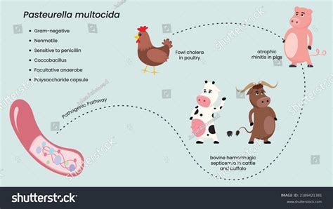 Pasteurella Multocida: Over 3 Royalty-Free Licensable Stock Illustrations & Drawings | Shutterstock