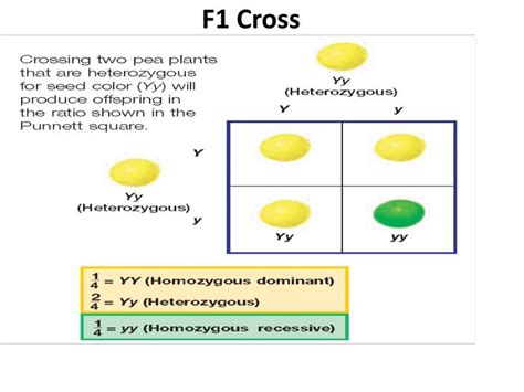 Ppt Monohybrid Cross Powerpoint Presentation Id2225907