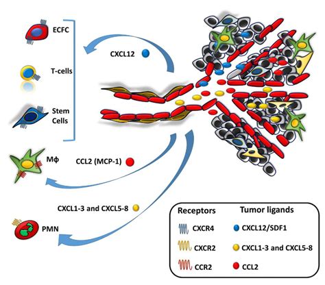 The Main Chemokine Chemokine Receptor Axes Involved In Cell Recruitment