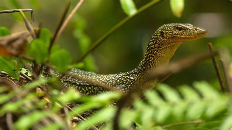 These Large Carnivorous Lizards Are Right Where They Belong The New