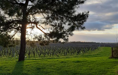 Photo Vignoble Fabien Demois