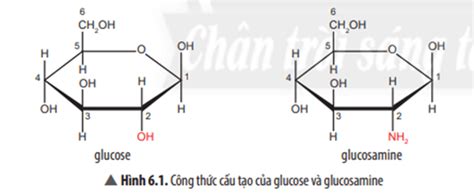 Quan sát Hình 6 1 so sánh công thức cấu tạo của glucose và glucosamine