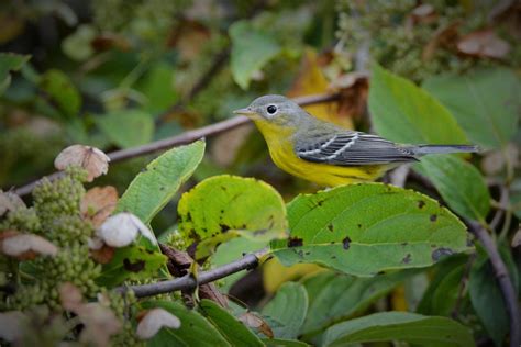 Magnolia Warbler By Jackie B Elmore 9 18 2016 Lincoln Co Flickr