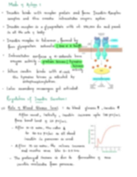 Solution Endocrine Functions Of Pancreas Insulin Glucagon Notes