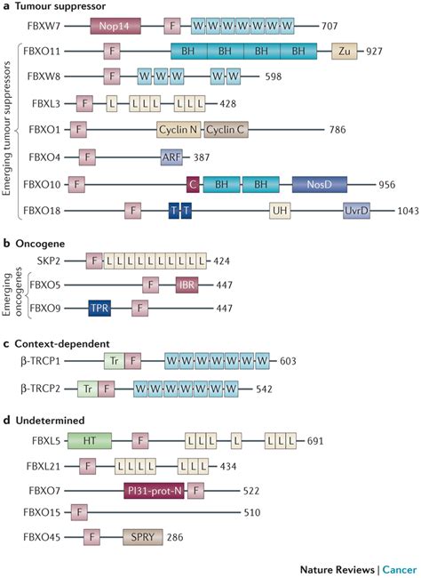 Illustration Of Functional Domains In The Highlighted F Box Proteins