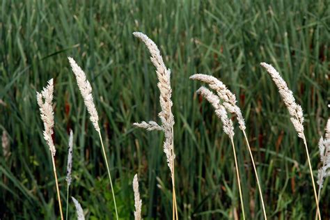 Phalaris Arundinacea Reed Canary Grass Go Botany