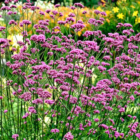 Buy Hardy Perennial Verbena Verbena Bonariensis Organic Purple