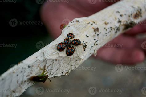 a group of black ladybugs and a bug on a white branch 26715913 Stock