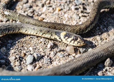 La Serpiente De Hierba En Su Entorno Natural Imagen De Archivo Imagen